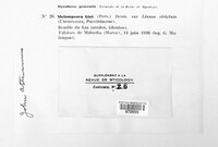 Melampsora lini image